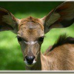 deer with large ears