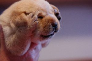 cute-animal-puppy-dog-paws-hand-over-ears-headache-pics