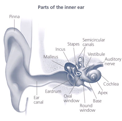 Saline Audiology » Hearing