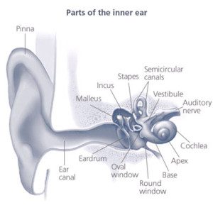 NIHL-Parts-of-the-Inner-Ear