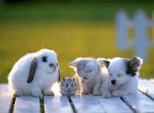 animal conversation